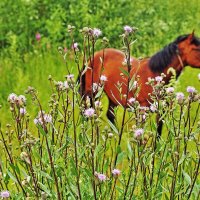 Июль...Конь среди цветов у реки! :: Владимир 