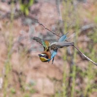щурки. :: юрий макаров щурки. :: юрий макаров