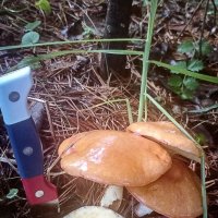 Маслята. :: Светлана Кузнецова