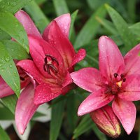 После дождя (серия) :: Любовь Сахарова