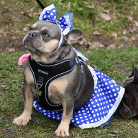 Москва. Парад французских бульдогов в усадьбе «Воронцово». :: Наташа ***** Москва. Парад французских бульдогов в усадьбе «Воронцово». :: Наташа *****