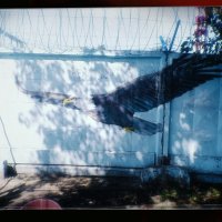 Стенной орёл. :: Игорь Солдаткин