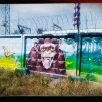 Макака улыбака. :: Игорь Солдаткин