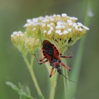 Клоп хищнец кольчатый... сурьёзный  жучок.... :: Надежда Куркина 