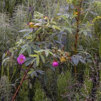Шиповник под дождем :: Сергей Цветков Шиповник под дождем :: Сергей Цветков