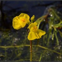 Болотный цветок... :: Aleksandr Gal