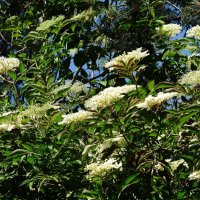 Бузина :: Рита Симонова