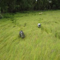 Прогулки :: Anna Ivanova