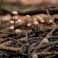 Немного грибов :: Sergey Gorelov