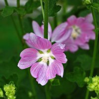 Из мальвовых :: Светлана Из мальвовых :: Светлана