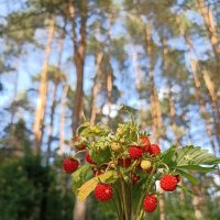 Ягодное лето :: Pippa Ягодное лето :: Pippa