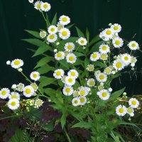 Цветочки :: Freddy 97