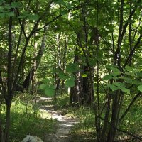 Прогулка в лесу... :: Freddy 97 Прогулка в лесу... :: Freddy 97