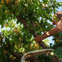 сбор урожая черешни :: Елена Шаламова