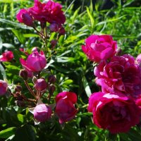 Цветут и радуют нас :: Антонина Гугаева