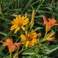 После дождя :: Татьяна Машошина