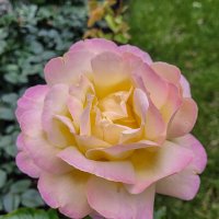 Роза парка Динамо :: Татьяна Машошина