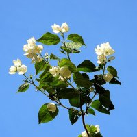 *** :: Леонид leo *** :: Леонид leo