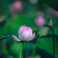 Летом в парке :: Дмитрий 