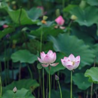 Лотосы в парке :: Дмитрий Лотосы в парке :: Дмитрий