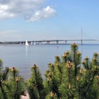 Про ёлки :: AleksSPb Лесниченко