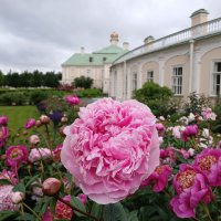 Ораниенбаумские пионы. :: Лия ☼ Ораниенбаумские пионы. :: Лия ☼