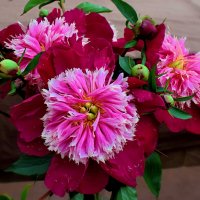 Дорогие друзья! Спасибо огромное за поздравления! :: Татьяна Помогалова Дорогие друзья! Спасибо огромное за поздравления! :: Татьяна Помогалова