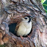 Воробышек у дупла. :: Александр Чеботарь Воробышек у дупла. :: Александр Чеботарь