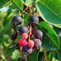 Ирга :: Валентина Богатко 