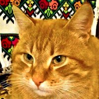 ДОБРЫЙ КОТ :: Анатолий Малобродский ДОБРЫЙ КОТ :: Анатолий Малобродский