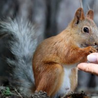 Завтрак на траве сзади... :: Александр Кондаков Завтрак на траве сзади... :: Александр Кондаков