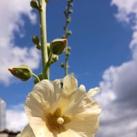 Мальва. :: Игорь Родионов