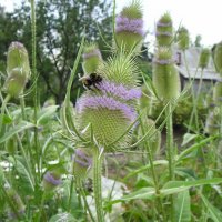 Шмель работал, остальные - просто цвели :: Серж Show