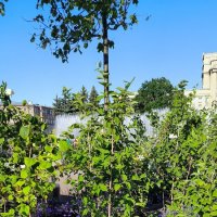 Сад на Московской площади. :: Ольга 