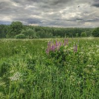 травы луговые, :: Валентина. . травы луговые, :: Валентина. .