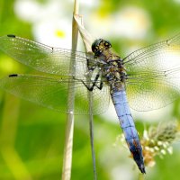 Из снятого вчера 2 :: Александр Прокудин