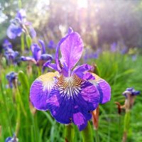 Ирис :: Сапсан 