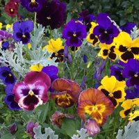 Анютины глазки... :: Владимир Павлов Анютины глазки... :: Владимир Павлов