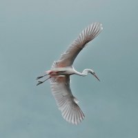 Не мешать! :: Валентина  Нефёдова 