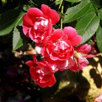 *** :: Леонид leo *** :: Леонид leo