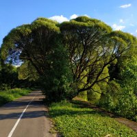 Пять прудов Измайловского парка :: Андрей Лукьянов