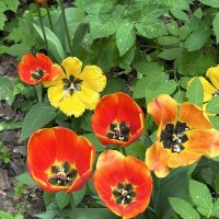 Тюльпаны в лесу :: Натали 