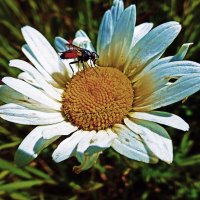 Июль...Муха тоже сластёна! :: Владимир 