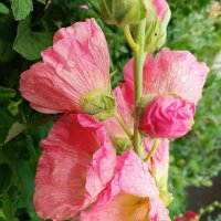 Мальва :: Любовь Сахарова Мальва :: Любовь Сахарова