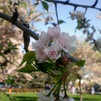 Весна :: Роман Савоцкий