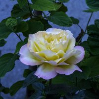 Глория Дей :: Валентин Семчишин Глория Дей :: Валентин Семчишин