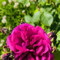 Краски лета. :: Ольга 