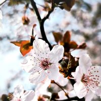 *** :: Oksana Verkhoglyad