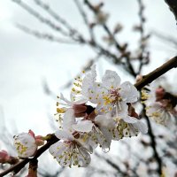 *** :: Oksana Verkhoglyad