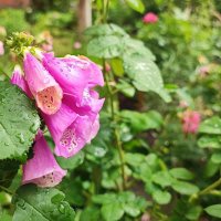 ,,, :: Сергей Тимоновский